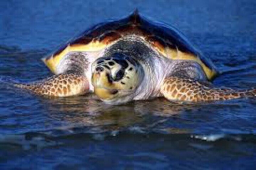 Sal Island: Experience with sea turtles 3