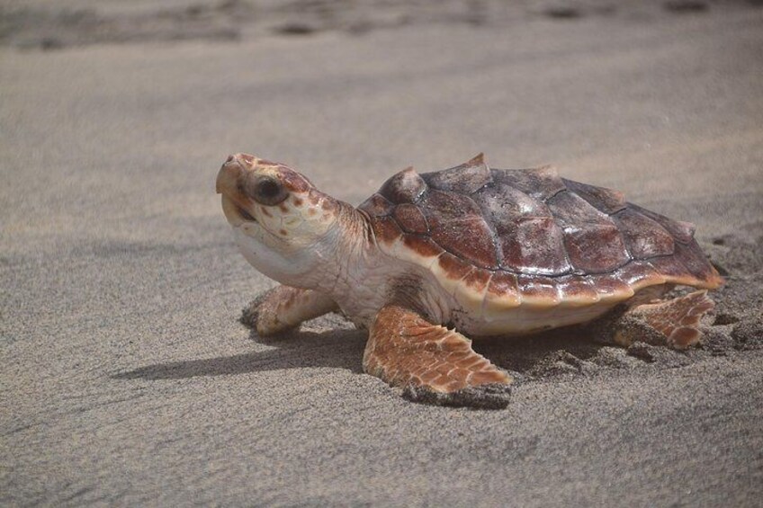 Sal Island: Sea Turtle Experience from Santa Maria 1