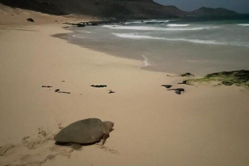 Sal Island: Experience with sea turtles 4