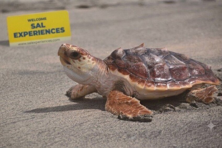 Sal Island Sea Turtle Watching Eco-Tour with Native Guide 1