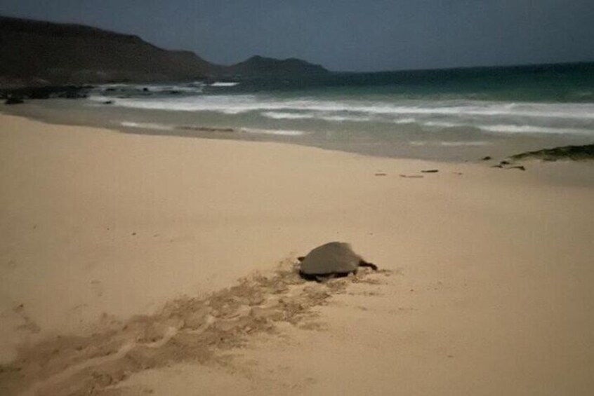 Sal Island: Experience with sea turtles 5