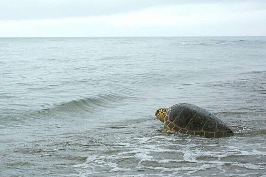 Sal Island: Experience with sea turtles 2