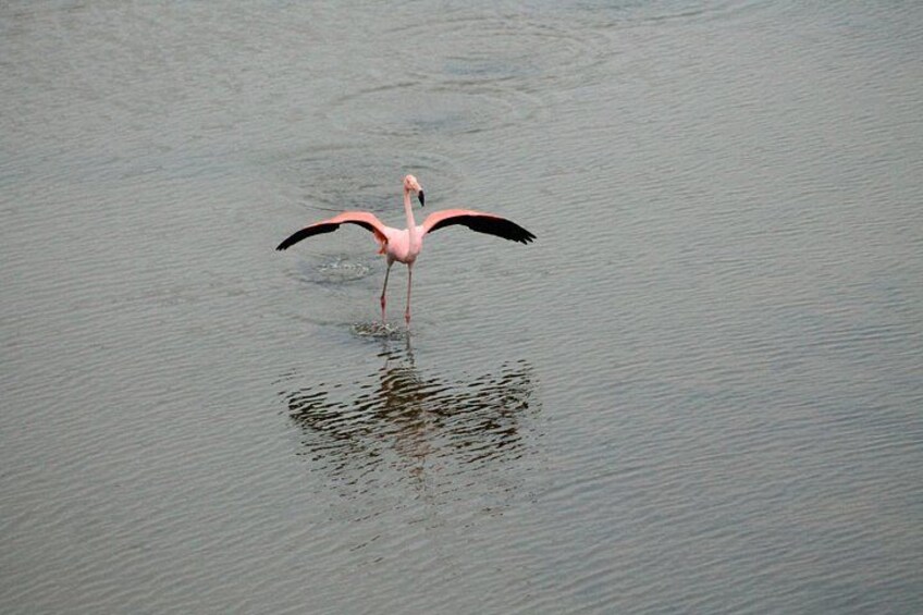 A flamingo standing in water with its wings spread. 5
