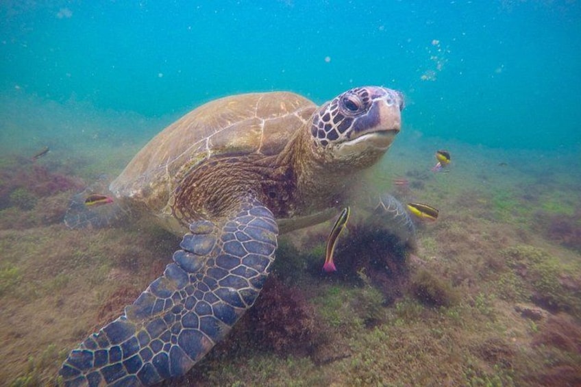 A sea turtle swimming underwater with a clear view of its shell and flippers. 2