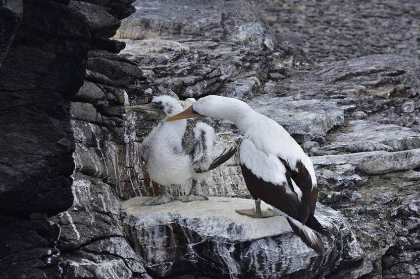 A bird with a long beak standing on a rocky surface. 3