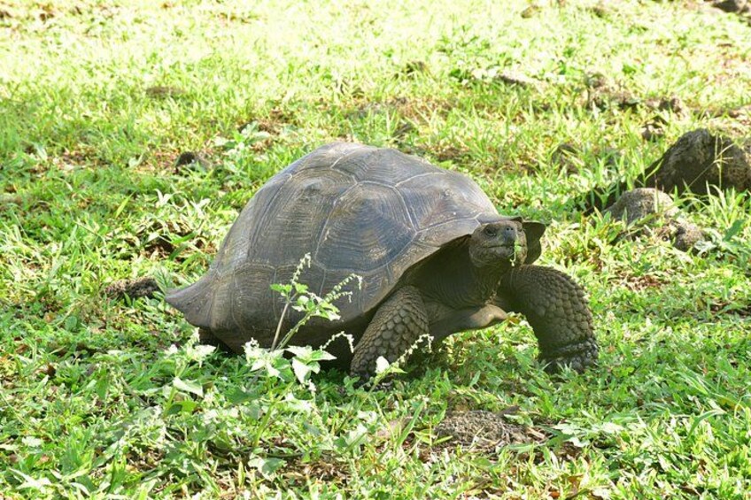 A tortoise on grass. 4