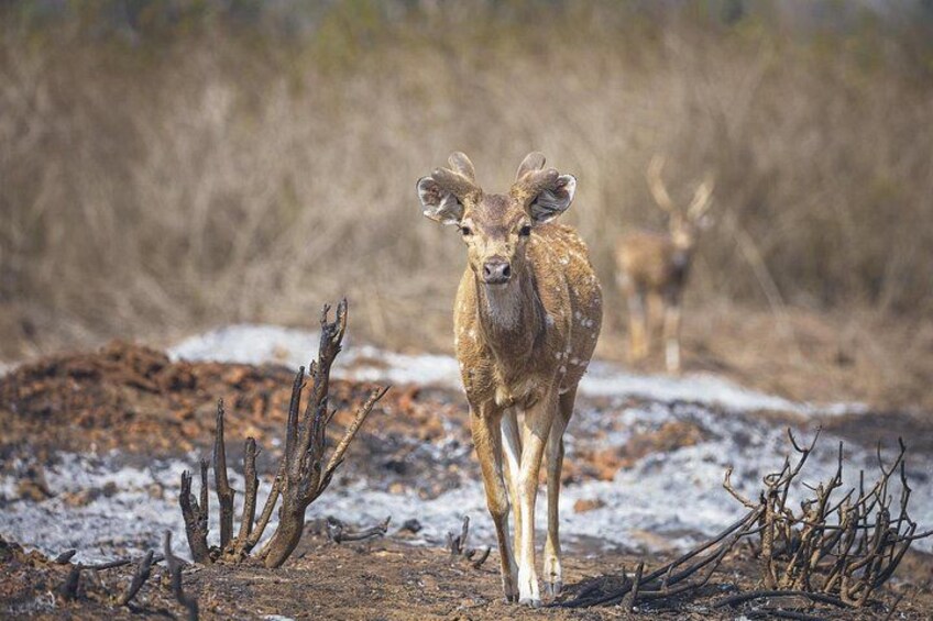 Bangalore to Nagarhole National Park: Wilderness Retreat 1