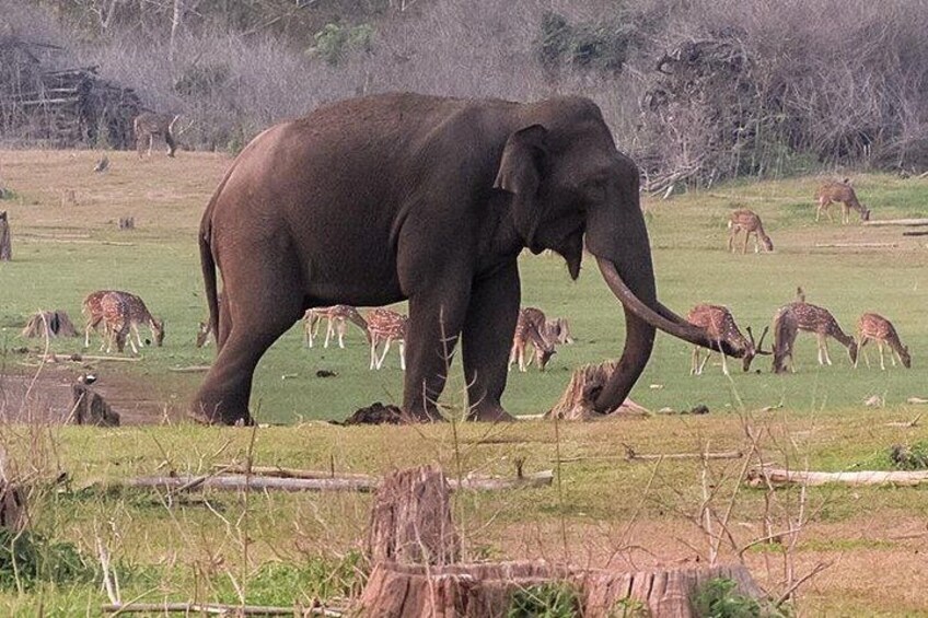 An elephant in a grassy field with deer in the background. 3