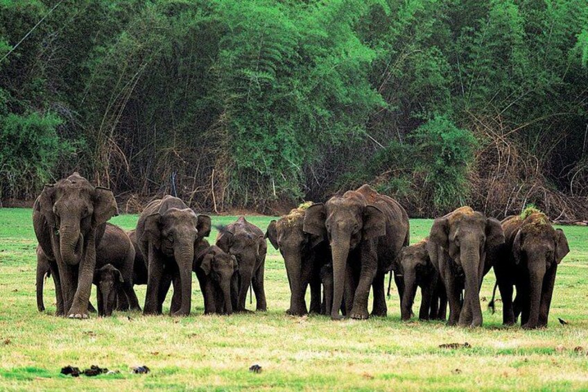 A herd of elephants in a grassy field with trees in the background. 2