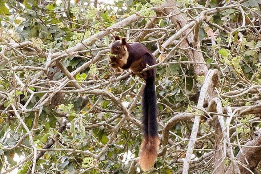 Bangalore to Nagarhole National Park: Wilderness Retreat 4