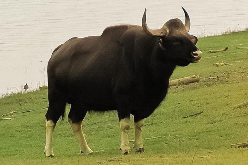 A large black bull with horns standing on a grassy slope near a body of water. 2