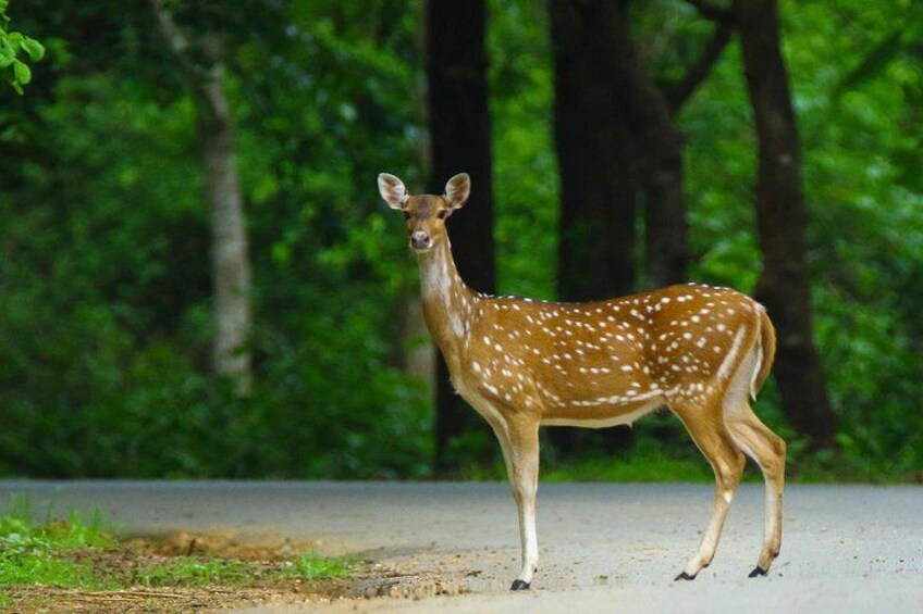 Bangalore to Nagarhole National Park: Wilderness Retreat 5
