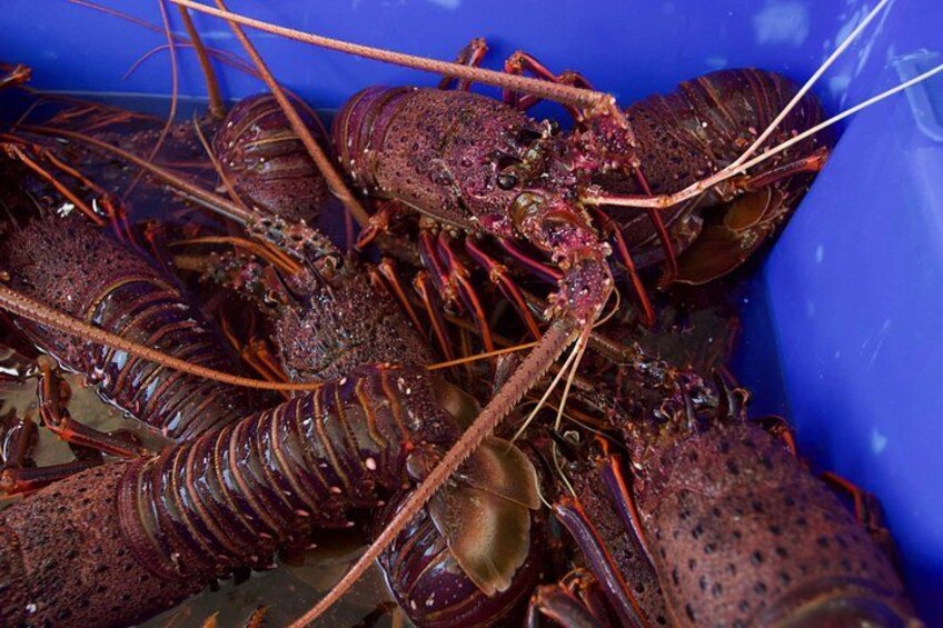 Kalbarri Rock lobster Pot Pull Tour in Kalbarri 3