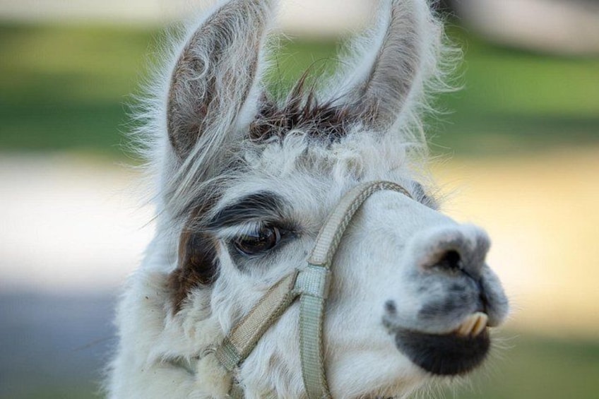 Ein Nahaufnahme des Kopfes eines Lamas mit Halfter. 2