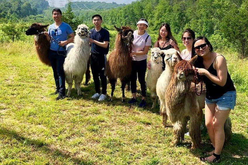 Eine Gruppe von Menschen mit Lamas auf einer Wiese. 3