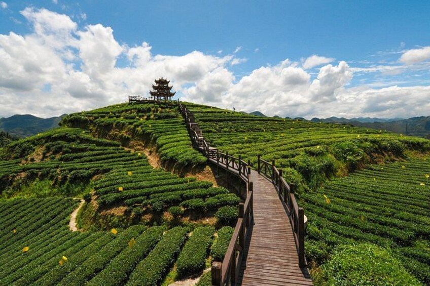 A wooden boardwalk winding through lush green tea fields, leading to a pagoda on a hill. 4