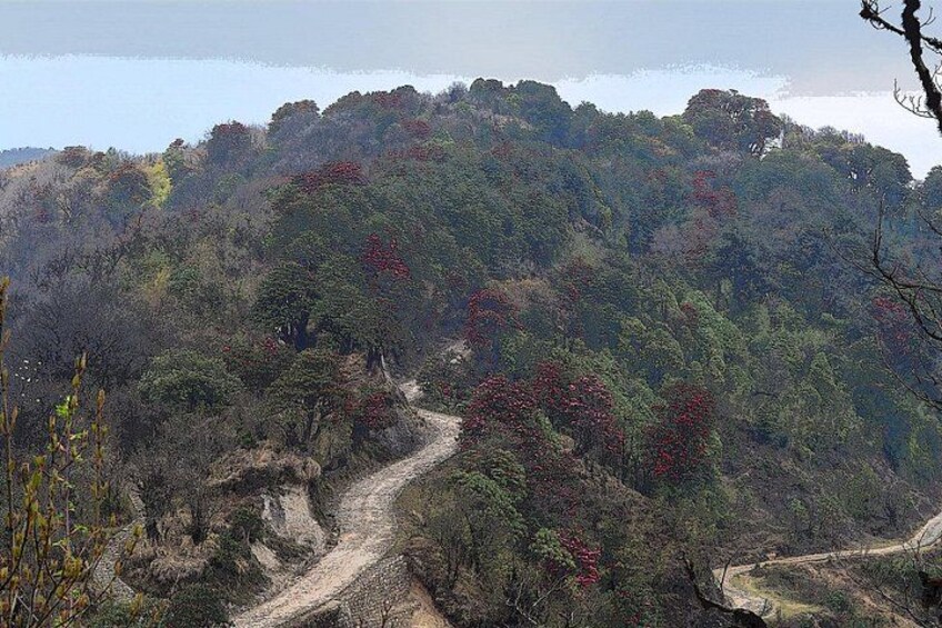 A dirt path winding through a forested hillside. 5