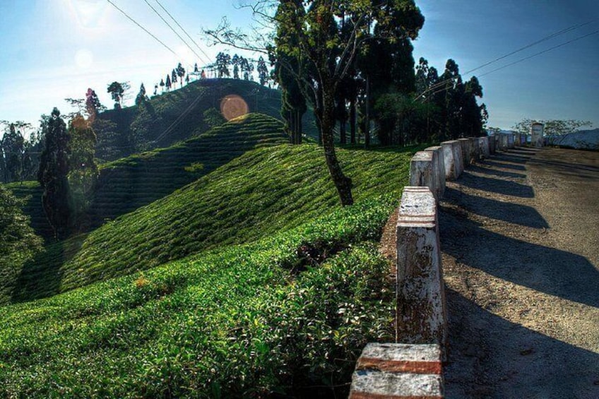 Tiger Hill Darjeeling Nature Walk (3 Hours Guided Trekking Experience) 5