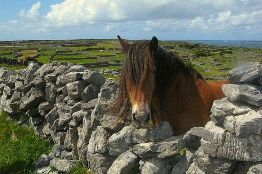 Ring of Kerry & Killarney tour departing from Cork City. Guided. Full Day. 2