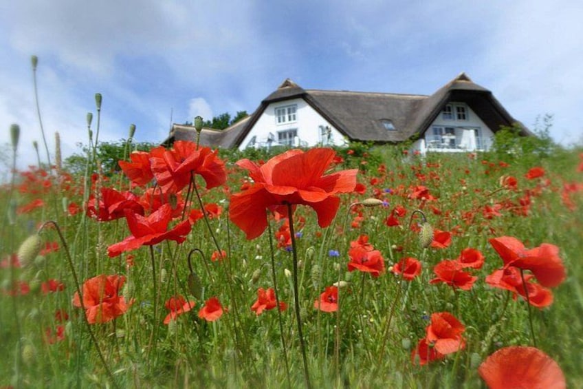 A field of red poppies in front of a white house with a thatched roof. 4