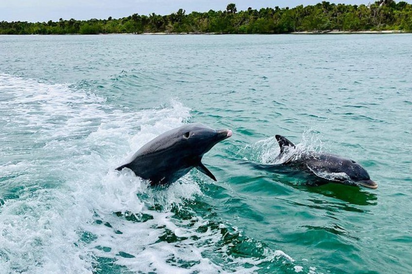 Dolphin Tiki Cruise around Fort Myers Beach 3