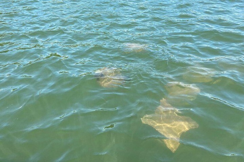 Dolphin Tiki Cruise around Fort Myers Beach 5