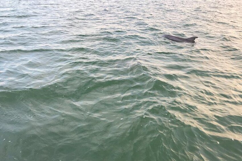 Dolphin Tiki Cruise around Fort Myers Beach 2