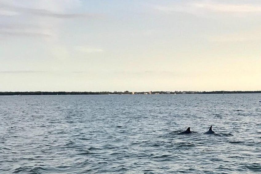 Dolphin Tiki Cruise around Fort Myers Beach 4