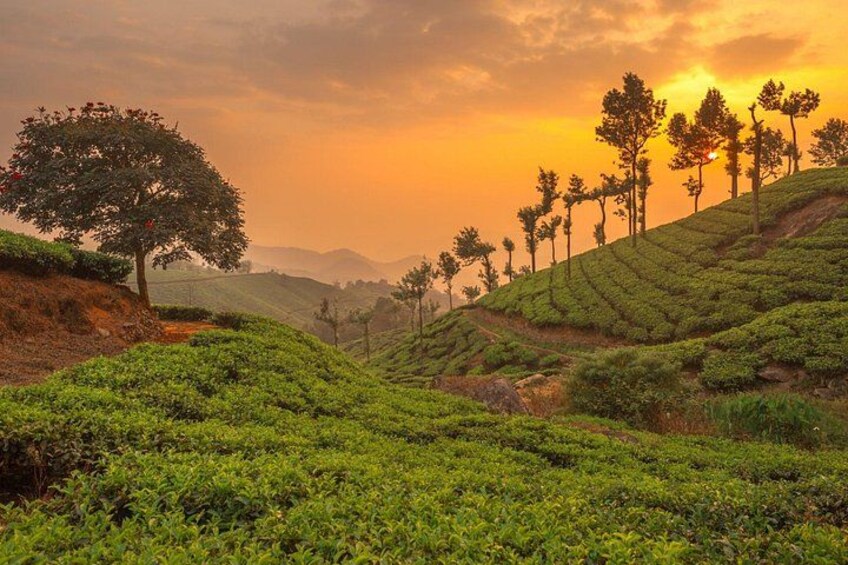 A tea plantation with terraced hills and a sunset. 1