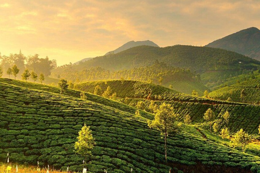 A hilly landscape with tea plantations and a mountain in the background. 3