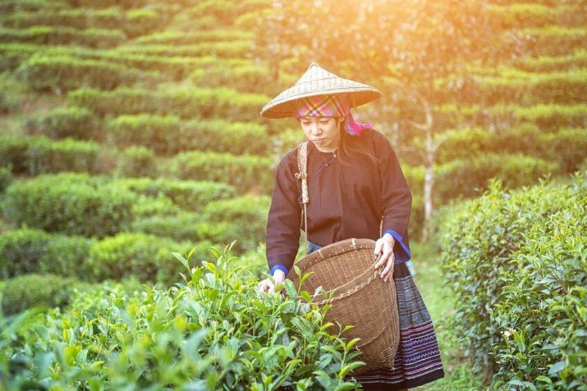 A person in traditional attire harvesting tea leaves in a lush, terraced tea plantation. 2