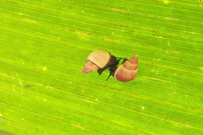 A snail on a green leaf. 5