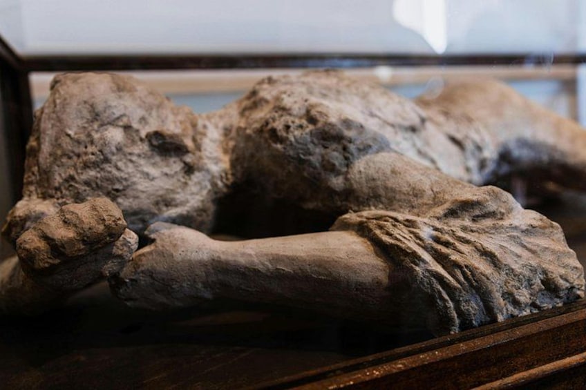 Ett skelett utställt på ett museum. 3