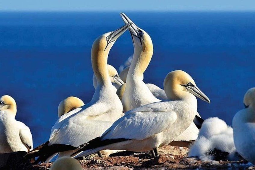 Een groep vogels met witte veren en gele hoofden, staand op een rotsachtige ondergrond met de oceaan op de achtergrond. 1