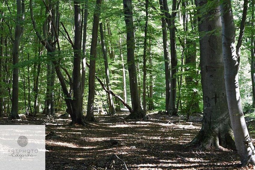 A forest with tall trees and a dirt path. 4