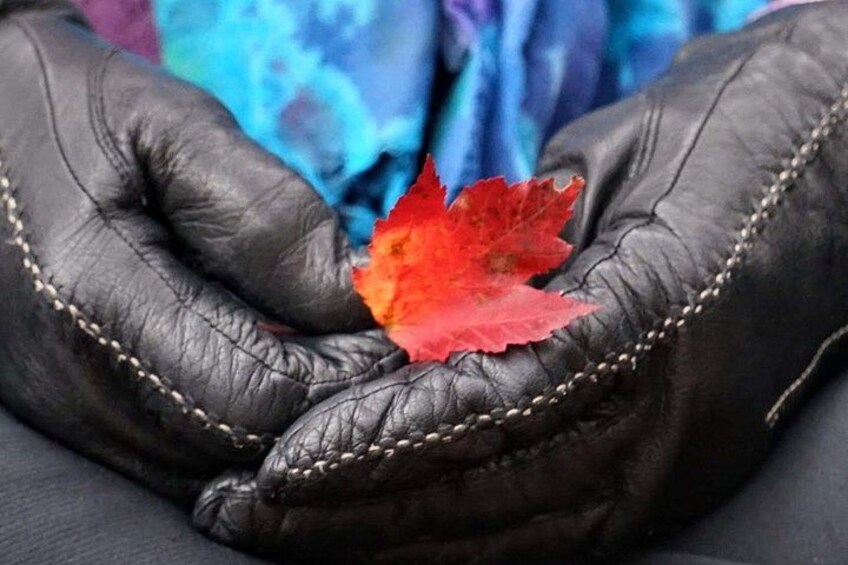 A pair of black leather gloves holding a red leaf. 2