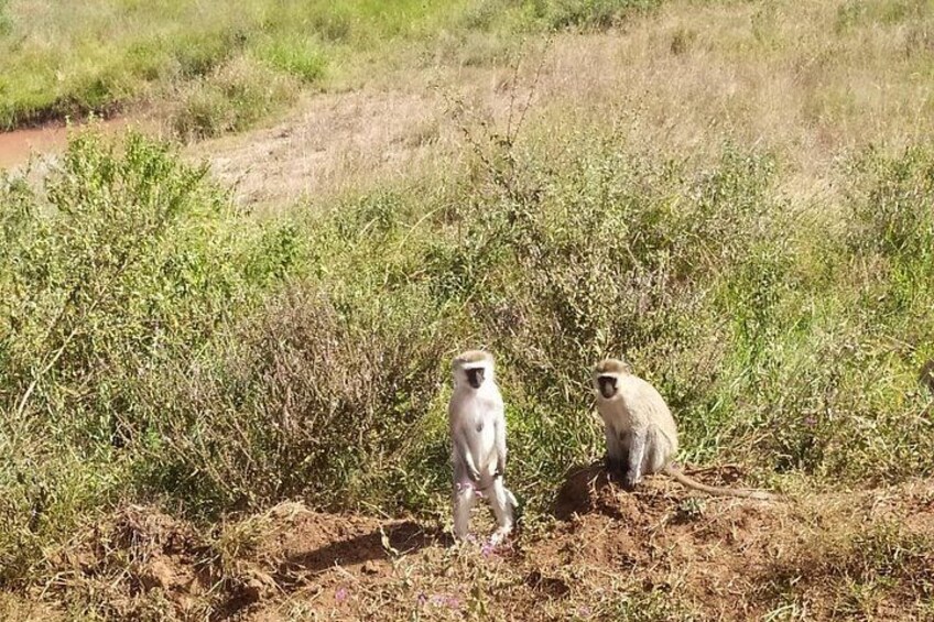 Deux singes dans un environnement naturel, caractérisé par une végétation clairsemée et un sentier de terre. 4