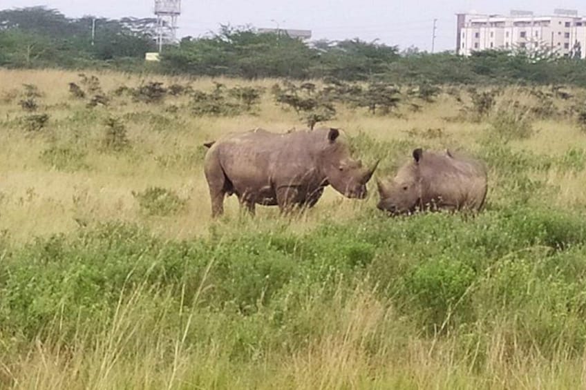Deux rhinocéros dans un champ d’herbe, avec des bâtiments en arrière-plan. 3