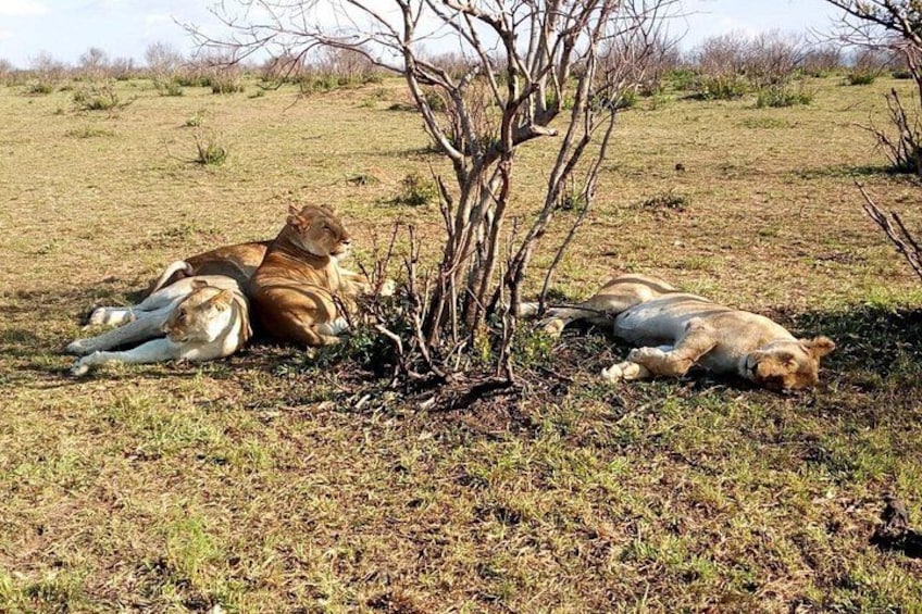 Trois lions se reposent près d’un petit arbre dans un champ herbeux. 1