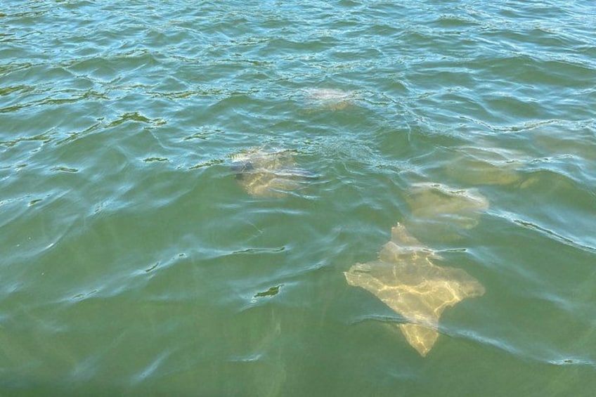 Half-Day Private Tiki Boat Beach Tour from Fort Myers 4