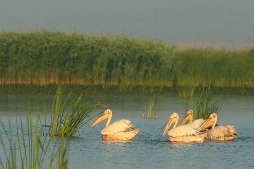 Des pélicans nagent dans une étendue d’eau, avec de hautes herbes en arrière-plan. 3