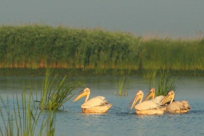 Small -Group Day Trip to Vilkovo - Ukrainian Venice 3