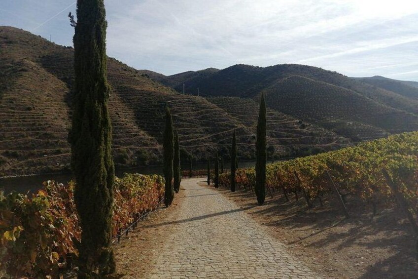 Private e-Bike in Douro Valley for Half Day Tour 4