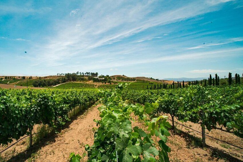 Un vignoble avec des rangées de vignes sous un ciel dégagé. 5