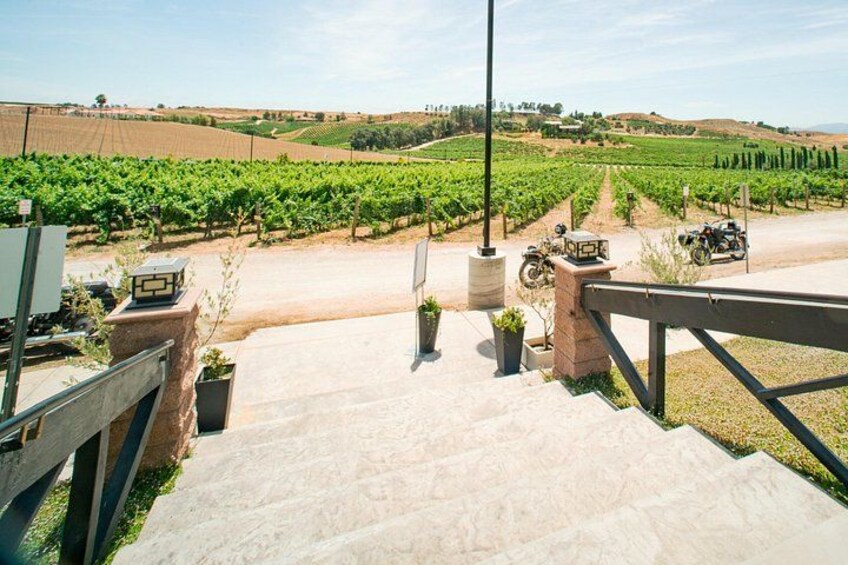 Un vignoble avec des rangées de vignes, un chemin pavé et des véhicules garés. 4