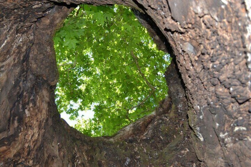 A tree with a hollow trunk and a green mossy interior. 4