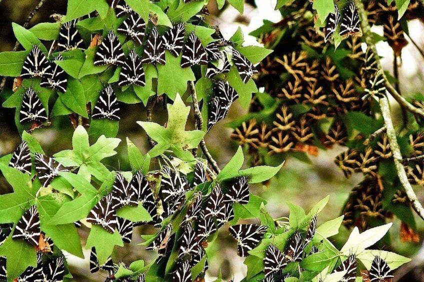 Green leaves and seed pods. 1