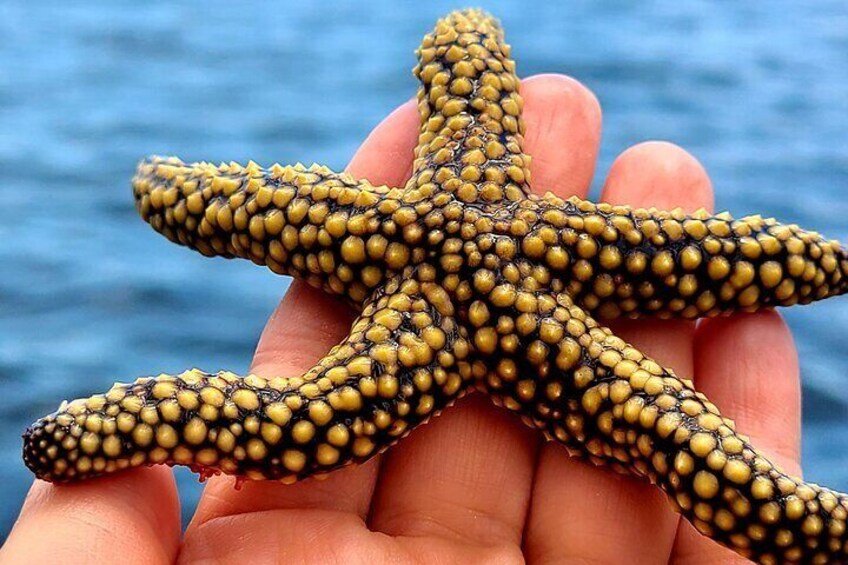 An amazing starfish!