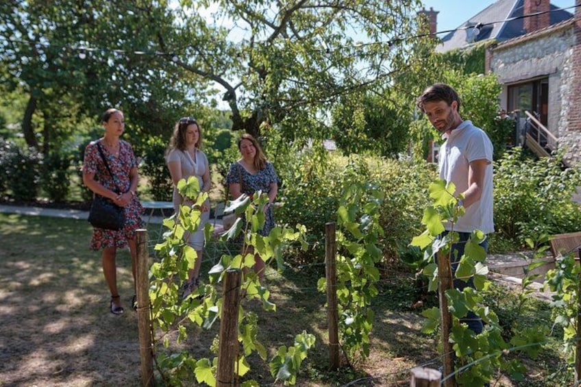 A group of people standing in a garden with grapevines. 2