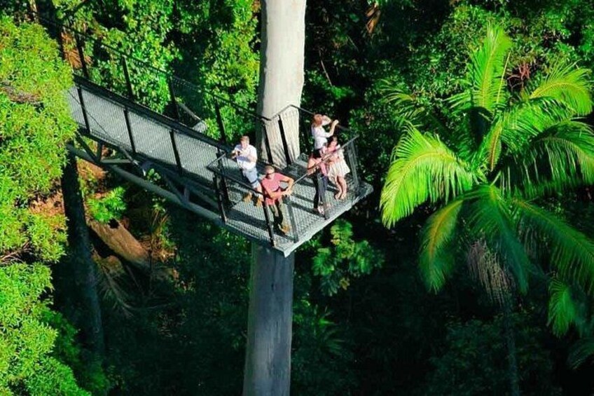 Tamborine Rainforest Skywalk + Hop on Hop off Bus from Brisbane 1